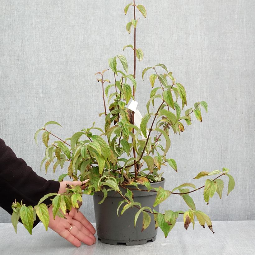 Exemplar von Deutzia Mont Rose - Rosendeutzie Topf mit 2L/3L wie im Herbst geliefert