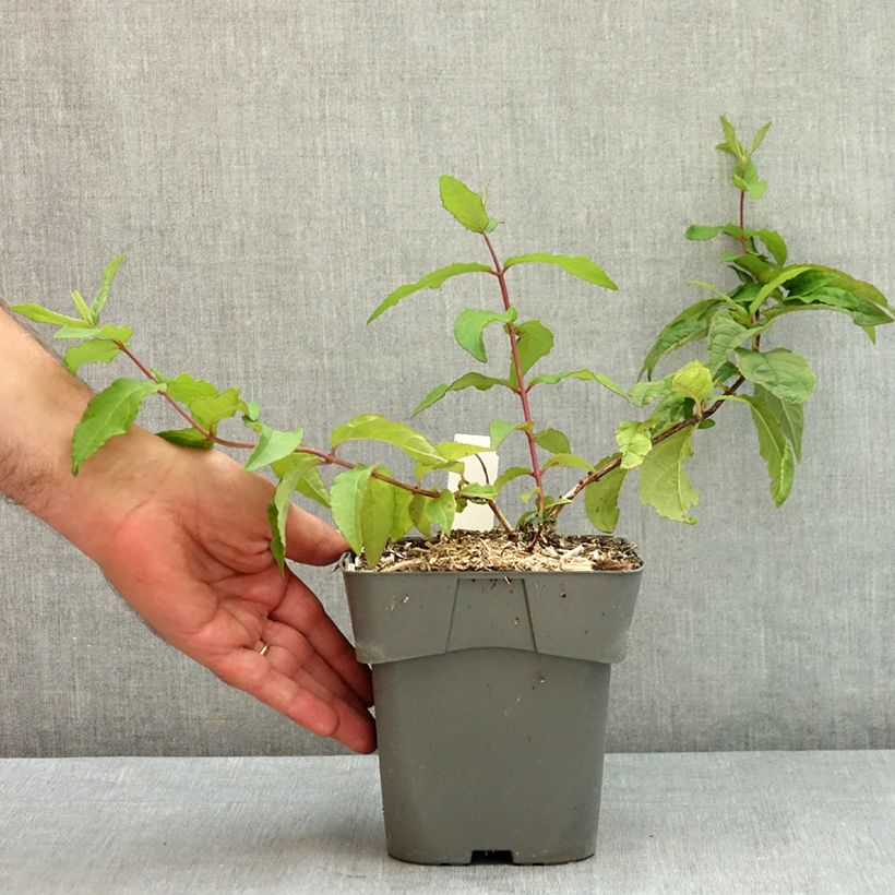 Exemplar von Deutzia Raspberry Sundae - Deutzie Topf mit 2L/3L wie im Sommer geliefert