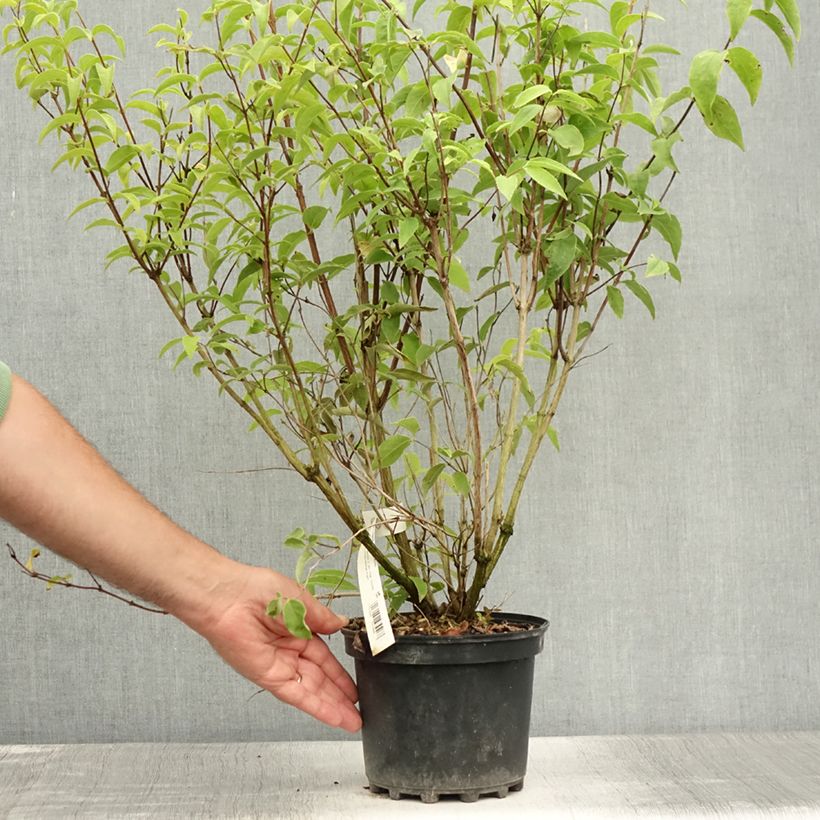 Exemplar von Deutzia magnifica - Pracht-Deutzie Topf mit 2L/3L wie im Sommer geliefert