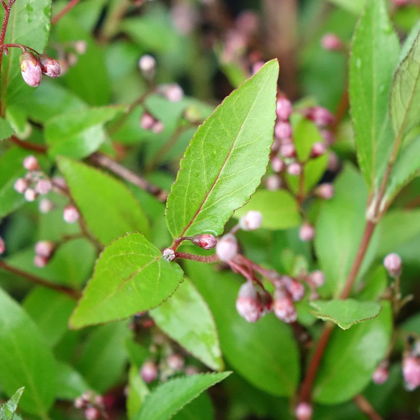 Deutzia Million Stars Pink Carpet - Deutzie (Laub)