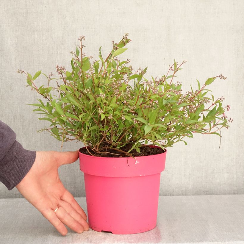 Exemplar von Deutzia Million Stars Pink Carpet - Deutzie Topf mit 3L/4L wie im Frühjahr geliefert