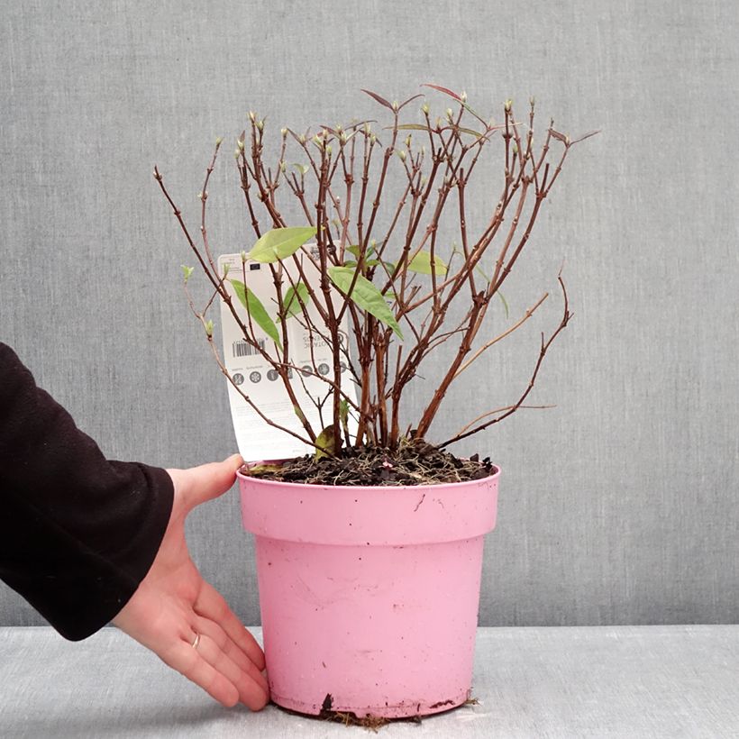 Exemplar von Deutzia Million Stars Pink Cloud - Deutzie Topf mit 3L/4L wie im Winter geliefert