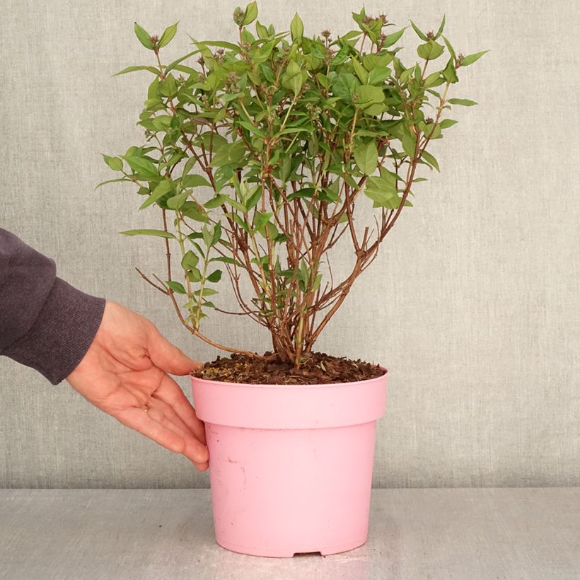 Exemplar von Deutzia Million Stars Pink Cloud - Deutzie Topf mit 3L/4L wie im Frühjahr geliefert