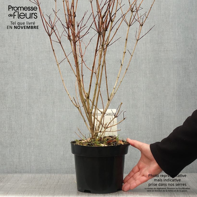 Exemplar von Deutzia pulchra - Schöner Sternchenstrauch Topf mit 2L/3L wie im Herbst geliefert