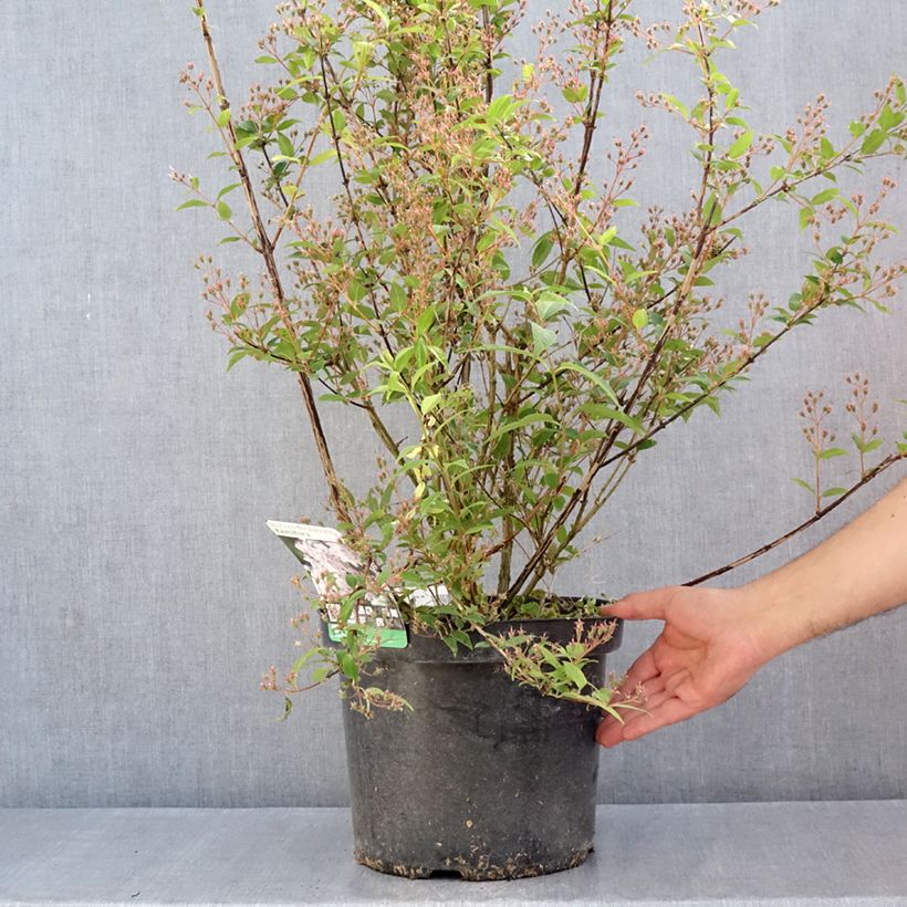 Exemplar von Deutzia purpurascens Kalmiiflora - Purpurrötliche Deutzie Topf mit 7,5L/10L wie im Frühjahr geliefert