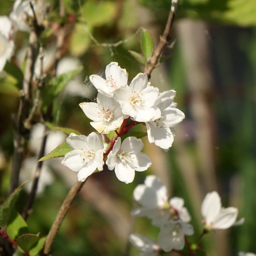 Deutzia rosea Campanulata - Deutzie (Blüte)