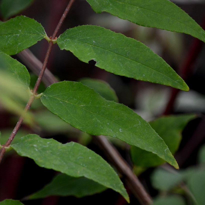 Deutzia scabra Codsall Pink - Scharfe Deutzie (Foliage)