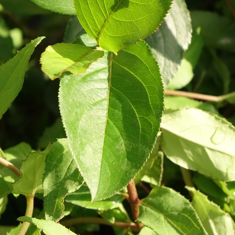 Deutzia scabra Punctata - Scharfe Deutzie (Foliage)