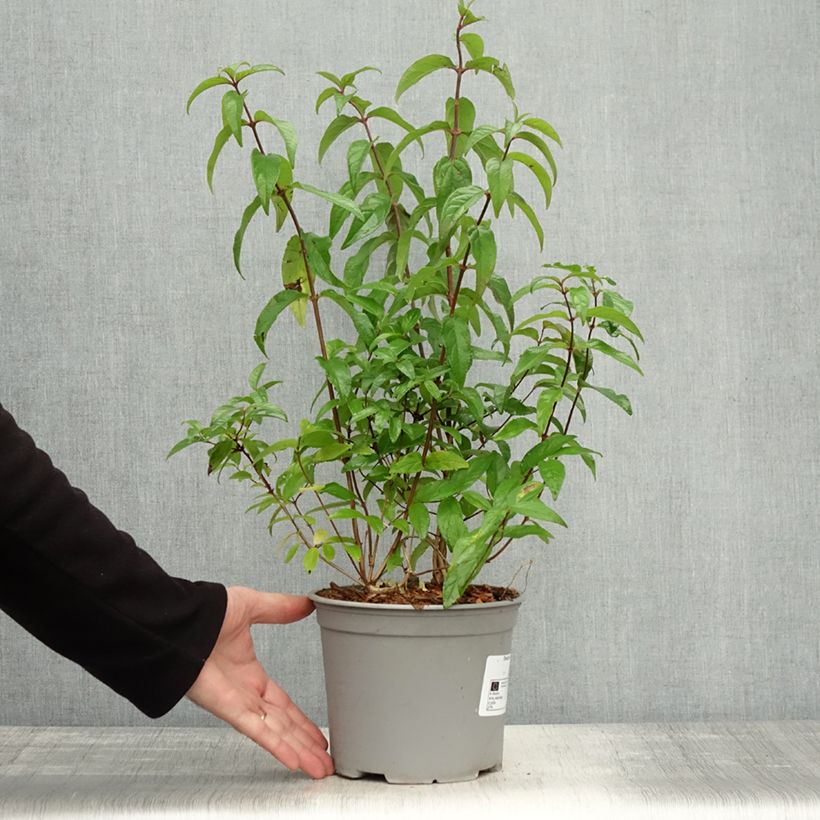 Exemplar von Deutzia scabra Punctata - Deutzie Pot de 2L/3L wie im Herbst geliefert