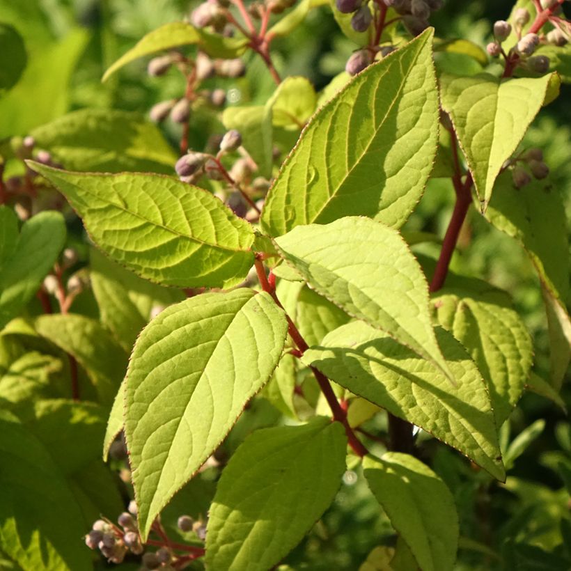 Deutzia Sternchenstrauch (Tourbillon Rouge) - Pracht-Deutzie (Foliage)
