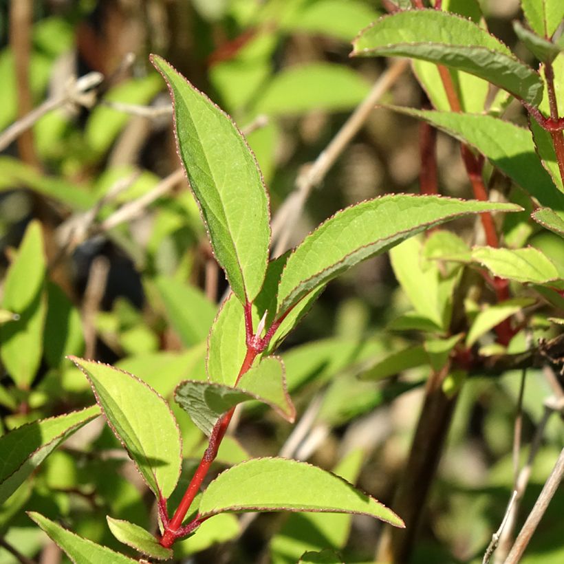Deutzia lemoinei - Sternchenstrauch (Foliage)