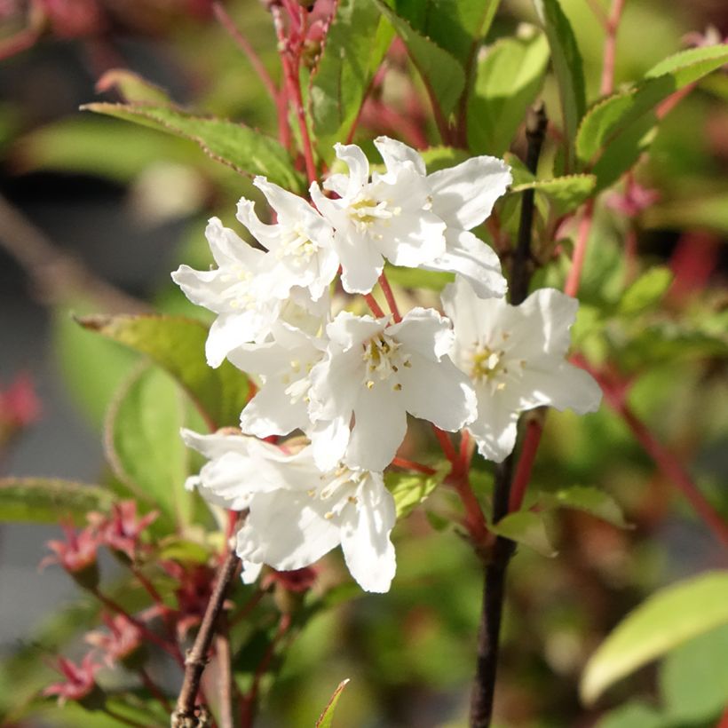 Deutzia lemoinei - Sternchenstrauch (Flowering)