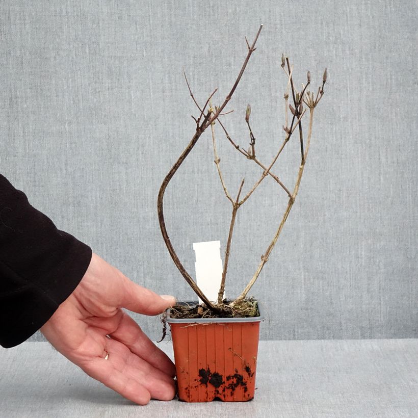 Example of Deutzia lemoinei - Sternchenstrauch Kleine Töpfe von 8/9 cm as you get in printemps