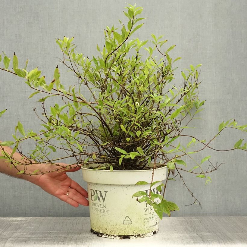 Exemplar von Deutzia Yuki Snowflake - Deutzie Topf mit 7,5L/10L wie im Sommer geliefert