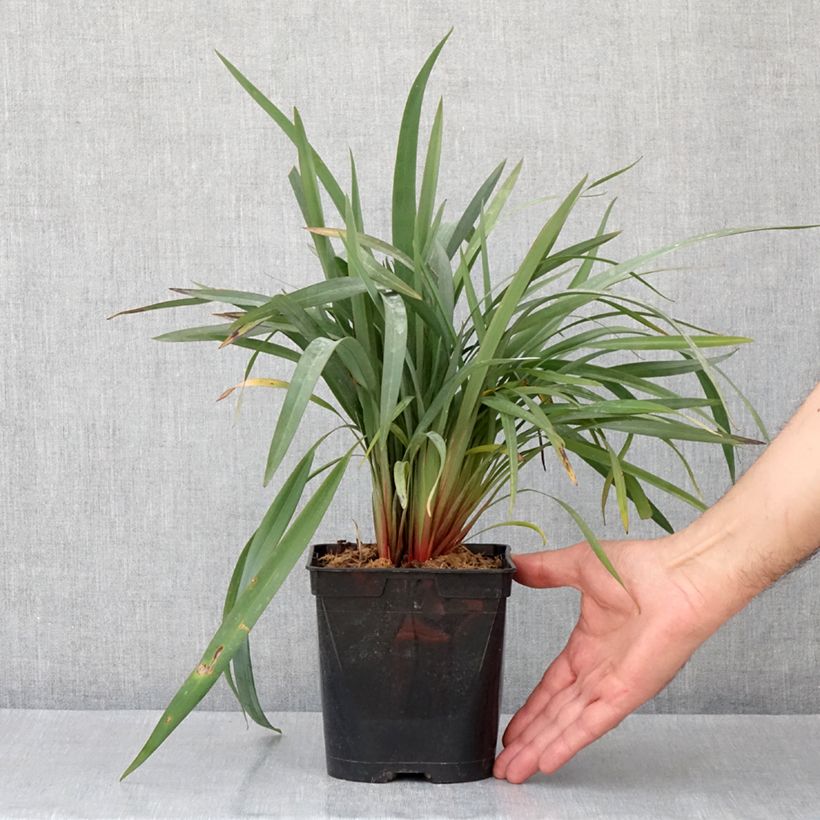 Exemplar von Dianella revoluta Blue Stream - Blaue Flachslilie Topf mit 3L/4L wie im Frühjahr geliefert