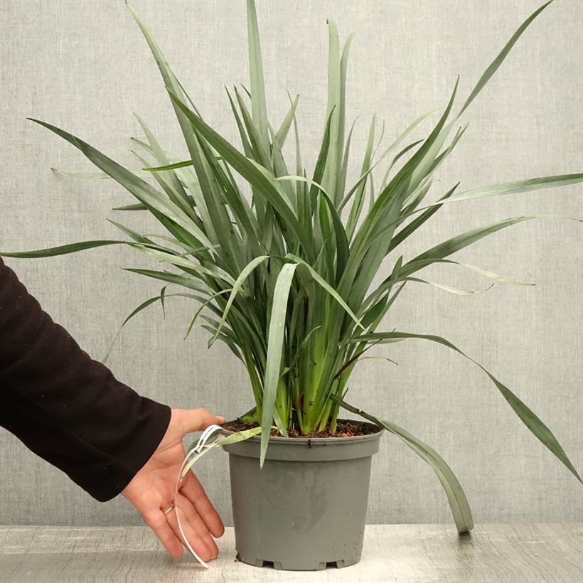 Exemplar von Dianella caerulea Cassa Blue Pot de 2L/3L wie im Herbst geliefert
