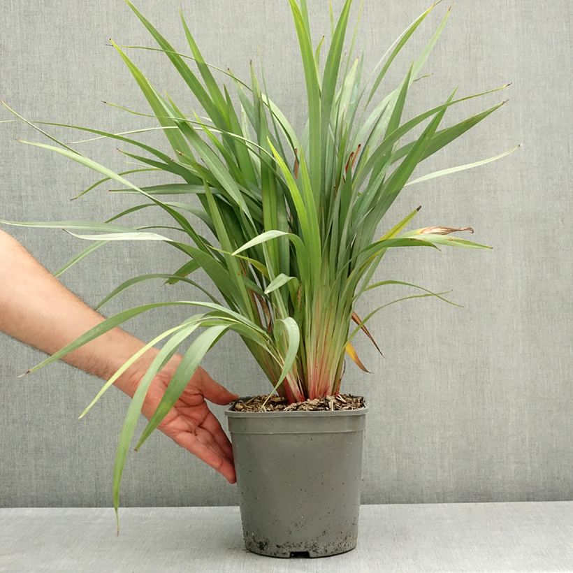 Exemplar von Dianella revoluta Clarity Blue - Blaue Flachslilie Topf mit 4L/5L wie im Frühjahr geliefert