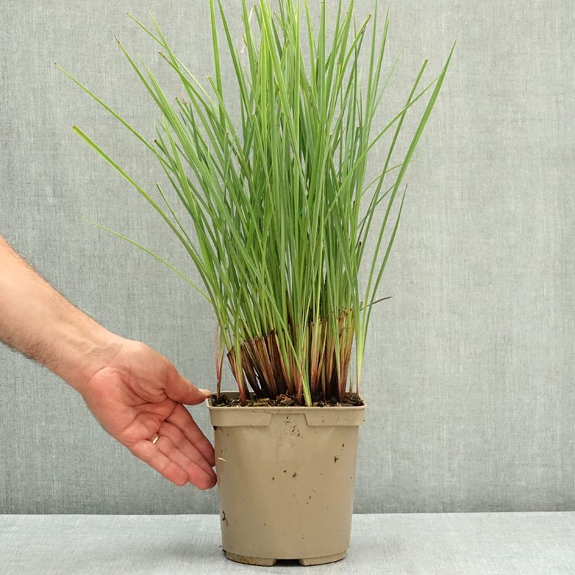 Exemplar von Dianella revoluta Coolvista - Blaue Flachslilie Topf mit 3L/4L wie im Sommer geliefert