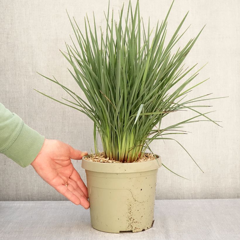 Example of Dianella revoluta Coolvista - Blaue Flachslilie Topf mit 3L/4L as you get in hiver