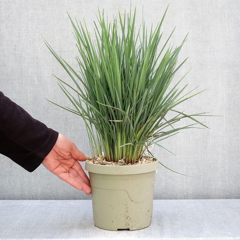 Exemplar von Dianella revoluta Coolvista - Blaue Flachslilie Topf mit 3L/4L wie im Frühjahr geliefert