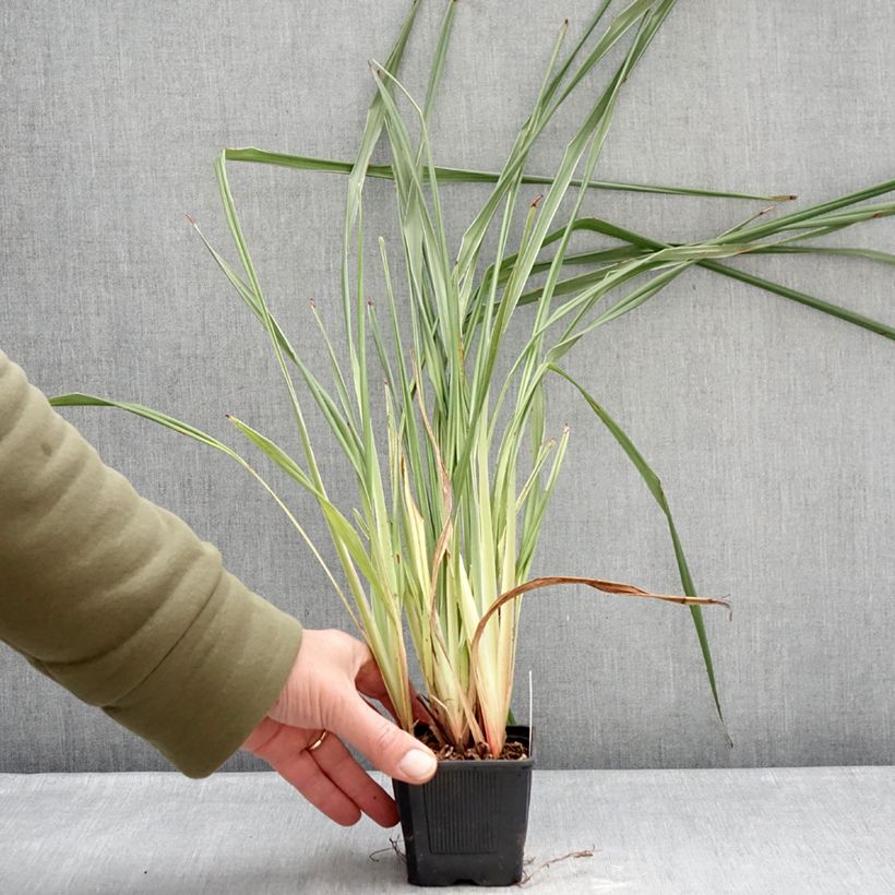 Exemplar von Dianella tasmanica Silver Fox - Herbe aux turquoises Kleine Töpfe von 8/9 cm wie im Winter geliefert