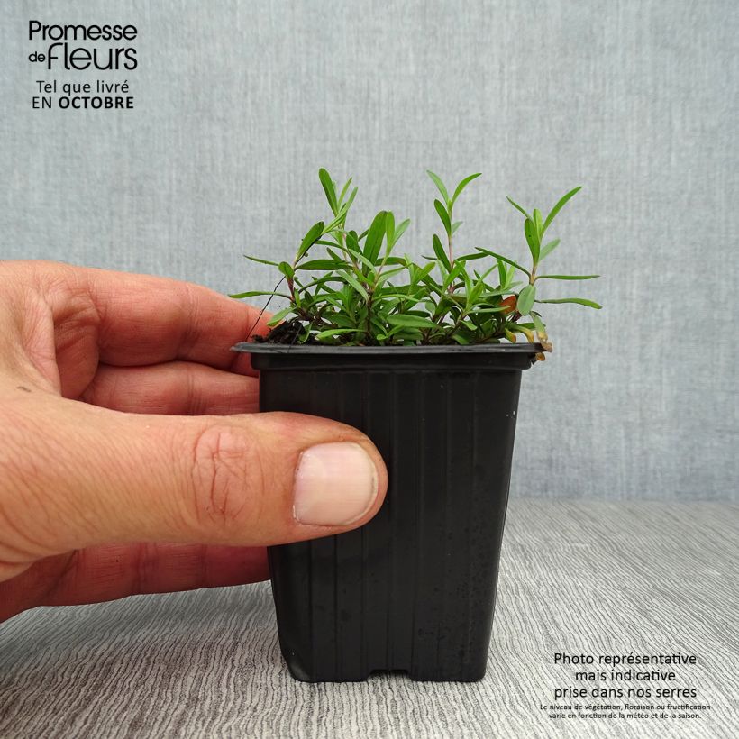 Exemplar von Heide-Nelke Brillant - Dianthus deltoides Kleine Töpfe von 7/8 cm wie im Herbst geliefert