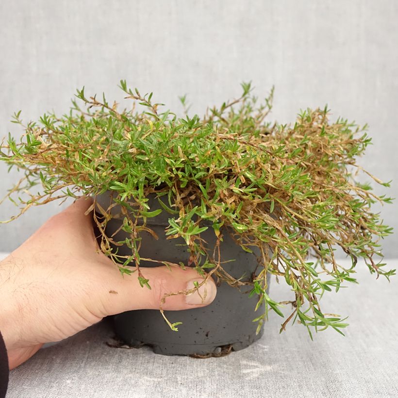 Exemplar von Heide-Nelke - Dianthus deltoides Topf mit 1,5L/2L wie im Herbst geliefert