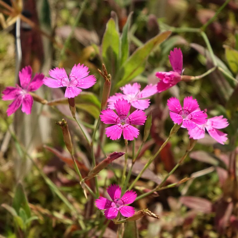 Heide-Nelke - Dianthus deltoides (Blüte)