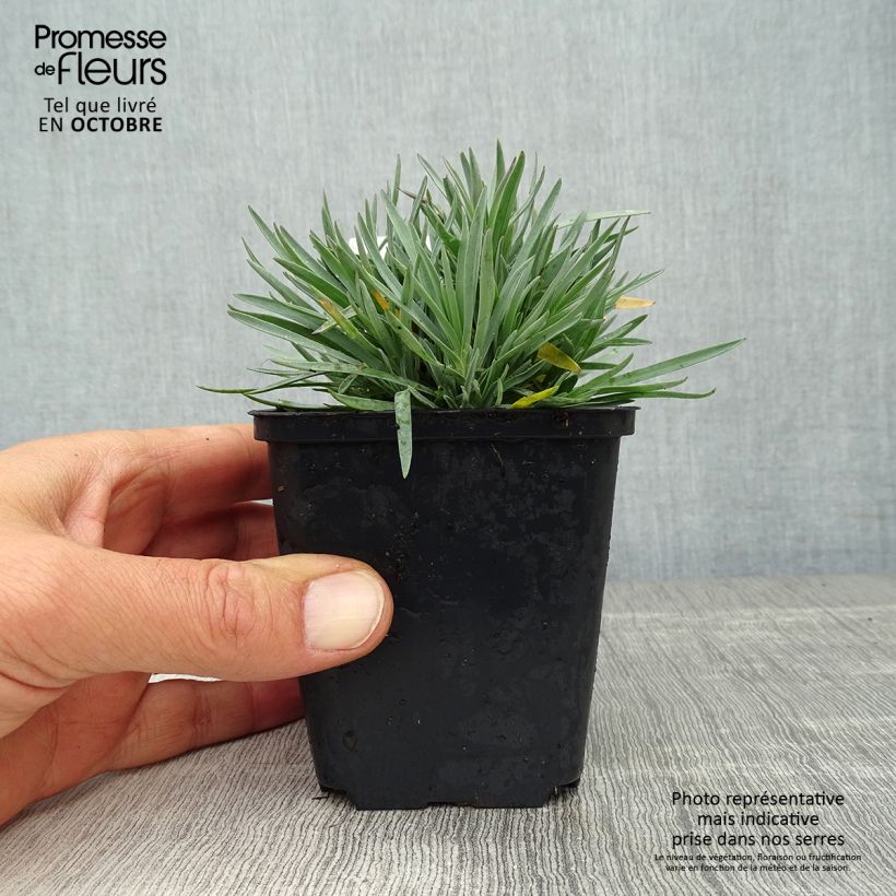 Exemplar von Pfingst-Nelke Bombardier - Dianthus gratianopolitanus Kleine Töpfe von 8/9 cm wie im Herbst geliefert