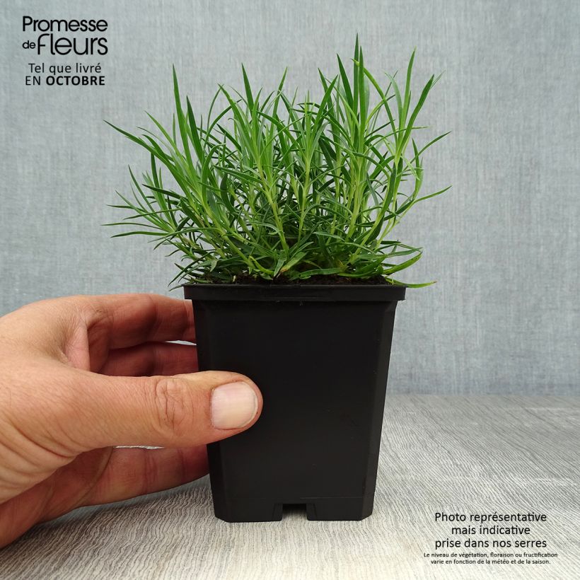 Exemplar von Pfingst-Nelke Eydangeri - Dianthus gratianopolitanus Kleine Töpfe von 8/9 cm wie im Herbst geliefert
