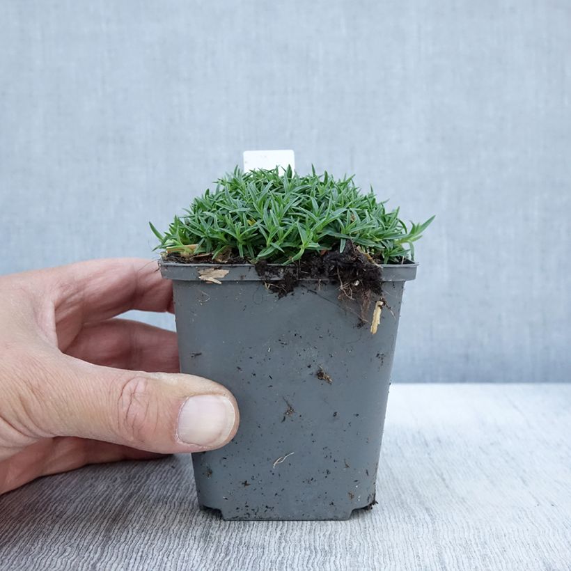 Exemplar von Dianthus La Bourboule Alba - Oeillet Godet de 8/9 cm wie im Herbst geliefert