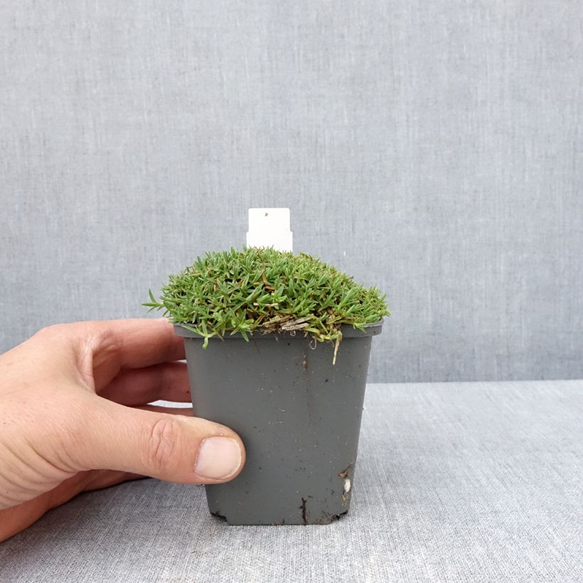 Exemplar von Pfingst-Nelke La Bourboule Alba - Dianthus gratianopolitanus Kleine Töpfe von 8/9 cm wie im Frühjahr geliefert