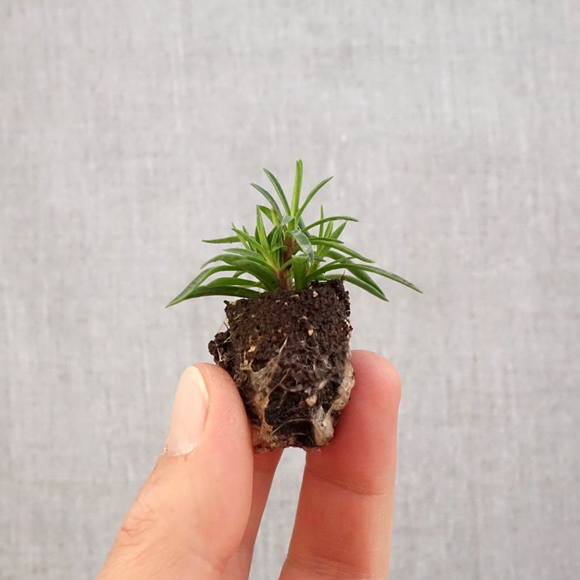 Exemplar von Feder-Nelke Merci Fleuri - Dianthus plumarius Mini-Plug Ø 1,5/2,5 cm wie im Frühjahr geliefert