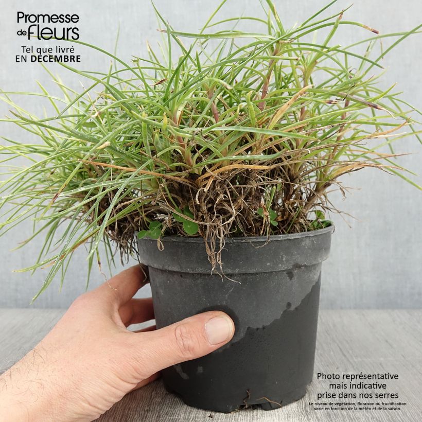 Exemplar von Dianthus plumarius Cranmere Pool - Oeillet mignardise Pot de 2L/3L wie im Herbst geliefert