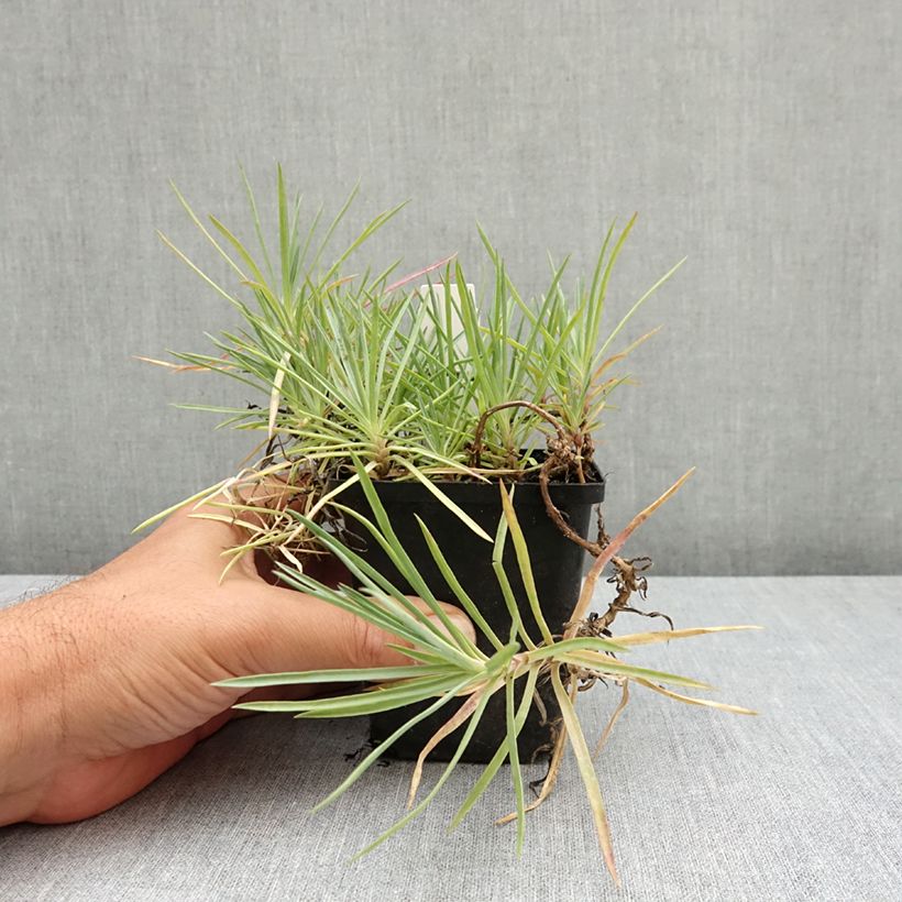 Exemplar von Feder-Nelke Flore Pleno Albus - Dianthus plumarius Kleine Töpfe von 8/9 cm wie im Sommer geliefert