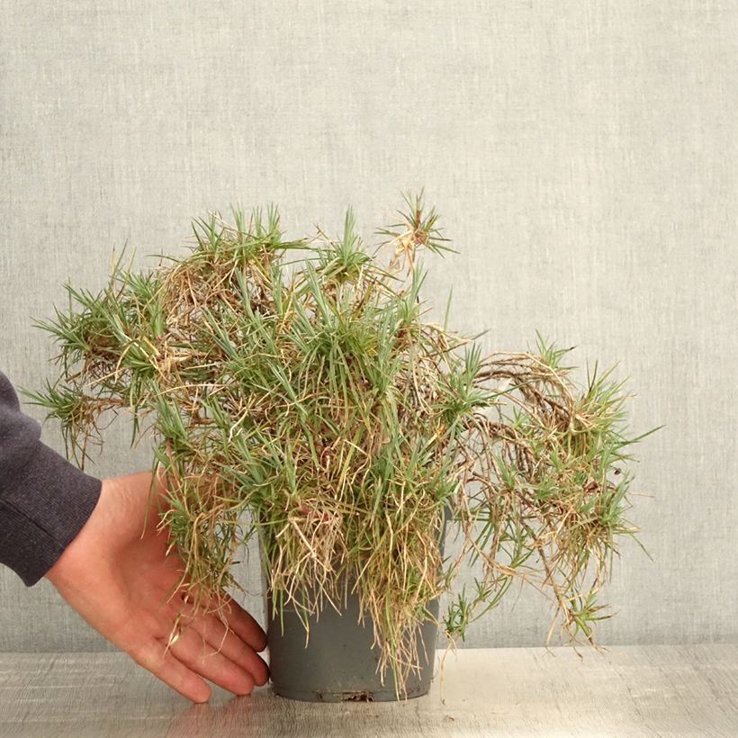 Example of Feder-Nelke Moulin Rouge - Dianthus plumarius Topf mit 2L/3L as you get in printemps