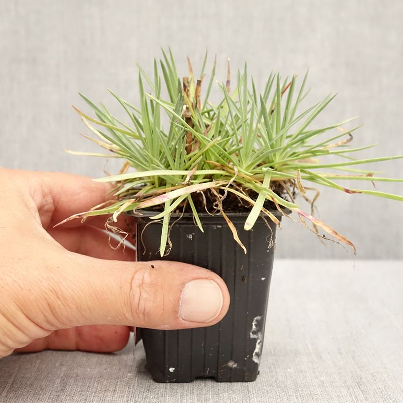 Exemplar von Feder-Nelke Passion Hot Red - Dianthus plumarius Kleine Töpfe von 8/9 cm wie im Sommer geliefert