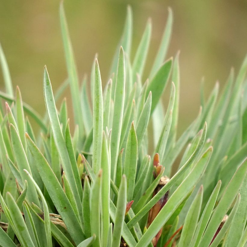 Feder-Nelke Scent First Sugar Plum - Dianthus plumarius (Foliage)