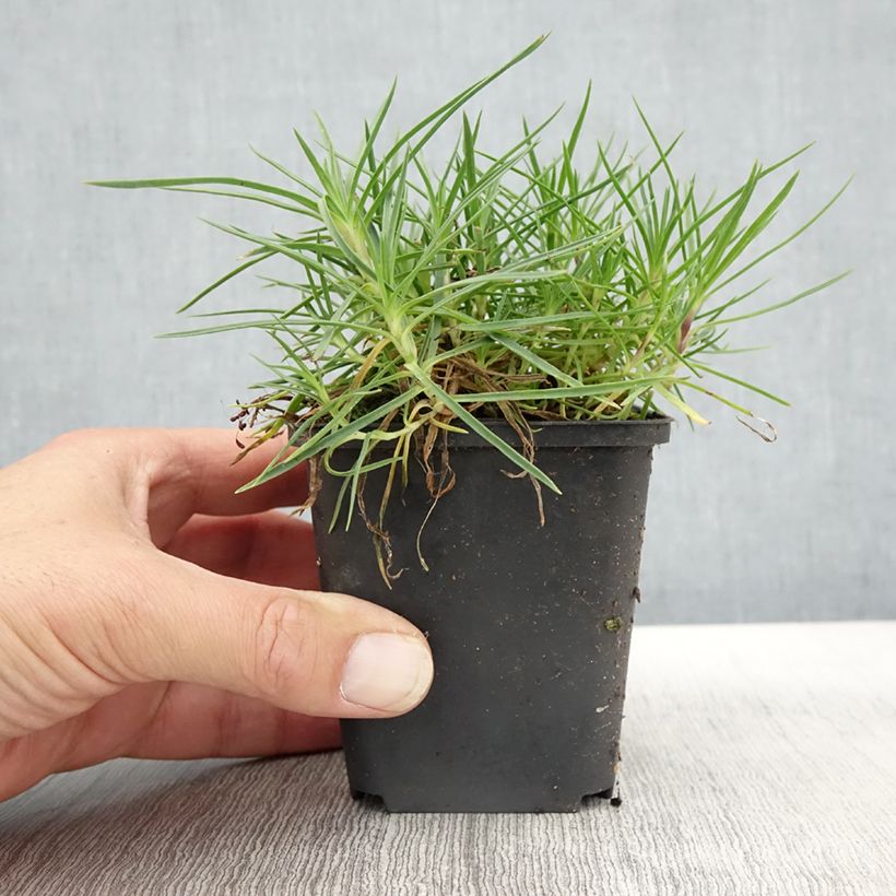 Exemplar von Spitzblättrige Nelke - Dianthus spiculifolius Kleine Töpfe von 8/9 cm wie im Herbst geliefert