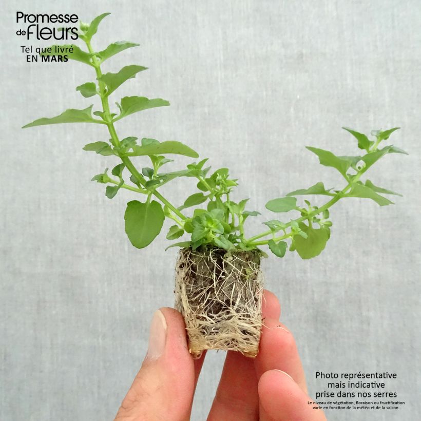 Example of Diascia Breezee Plus Red - Lachsblume Mini-Plug Ø 1,5/2,5 cm as you get in printemps