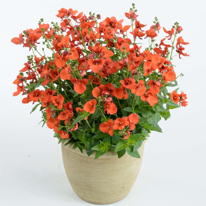 Diascia Breeze Plus Orange - Lachsblume (Plant habit)