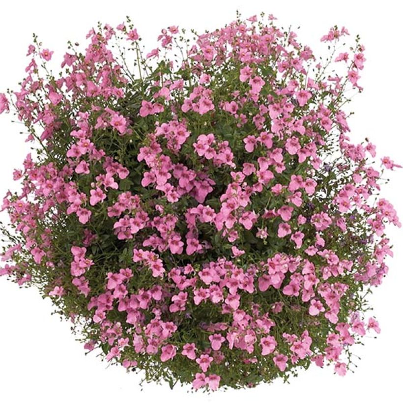 Diascia Breeze Plus Pink - Lachsblume (Flowering)