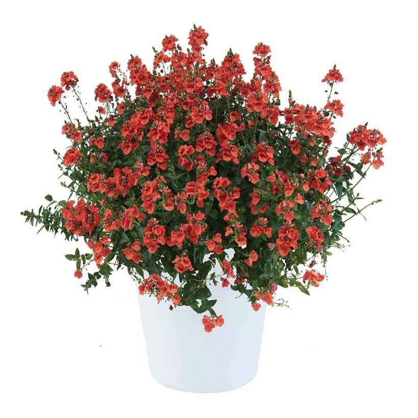 Diascia Trinity Sunset - Lachsblume (Wuchs)