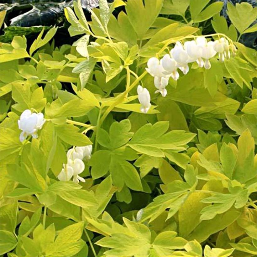Dicentra spectabilis White Gold - Tränendes Herz (Blüte)