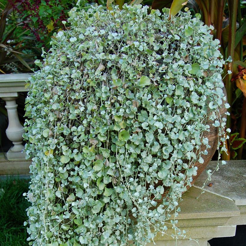 Dichondra argentea Silver Falls - Silberregen (Wuchs)