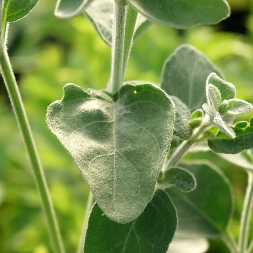 Dicliptera squarrosa (Laub)