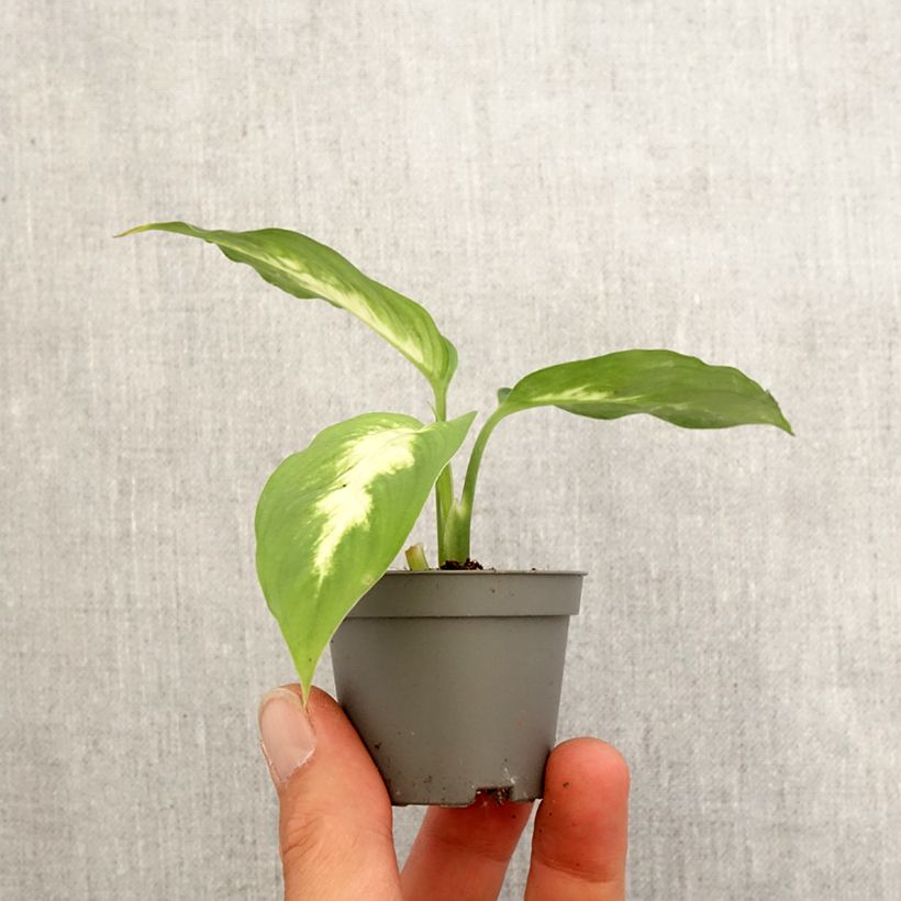 Example of Dieffenbachia Camilla Mini-Pflanze as you get in printemps