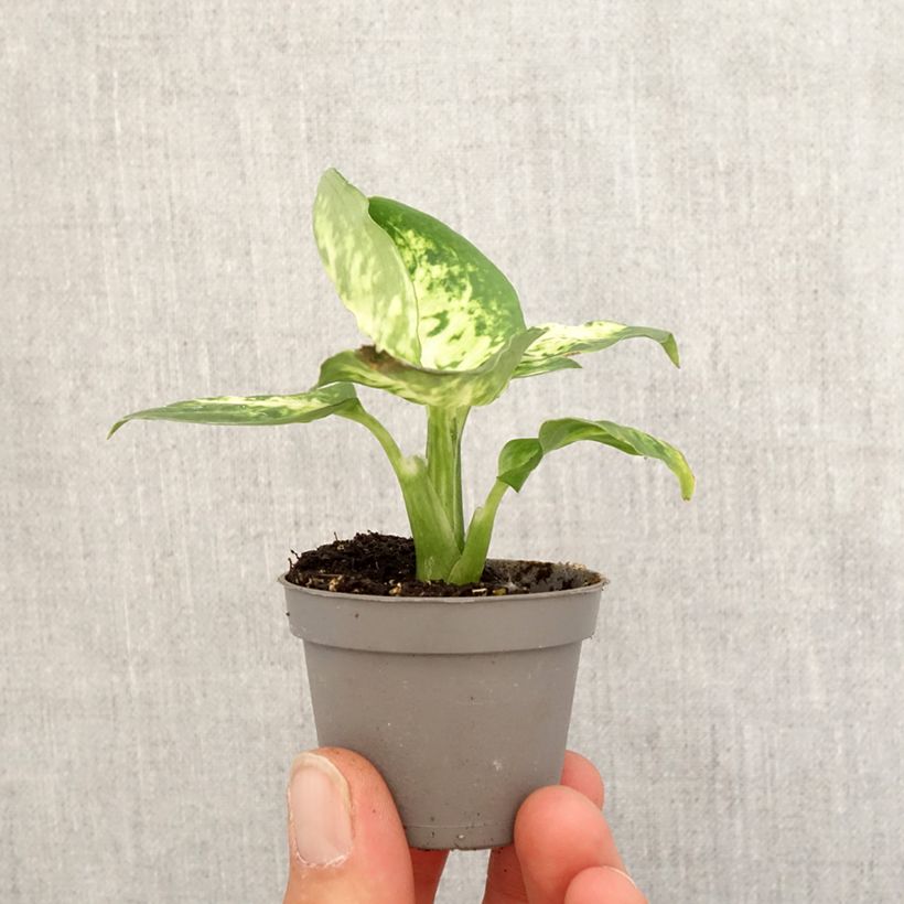Exemplar von Dieffenbachia maculata Amy Mini-Pflanze wie im Frühjahr geliefert