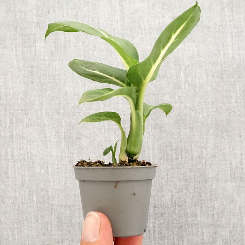 Exemplar von Dieffenbachia Sterling Mini-Pflanze wie im Frühjahr geliefert