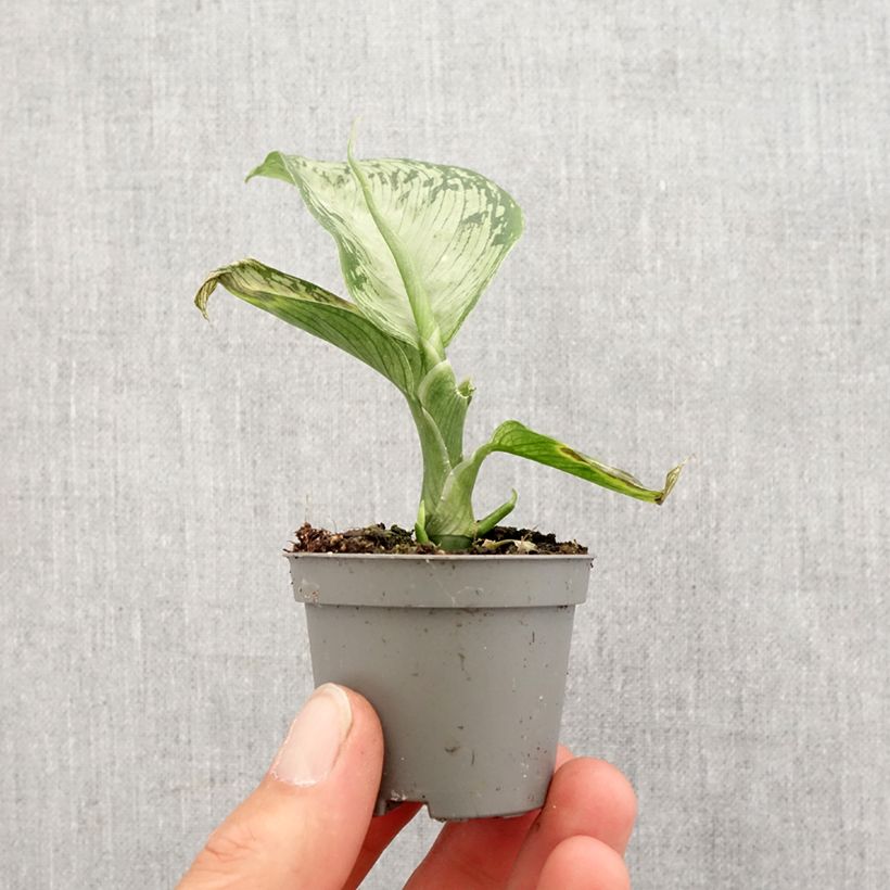 Exemplar von Dieffenbachia Tropic Snow Mini-Pflanze wie im Frühjahr geliefert